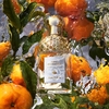 Product Aqua Allegoria Mandarine Basilic Eau De Toilette Set thumbnail image