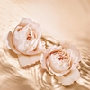 Product Seduction Collection Tempting Rose Eau De Parfum 125ml thumbnail image