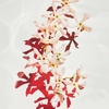 Product Alive Parfum 30ml thumbnail image